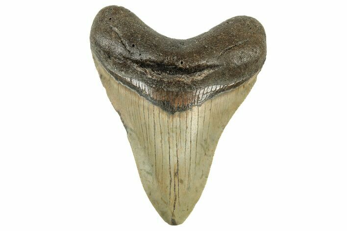 Serrated, Fossil Megalodon Tooth - North Carolina #236892